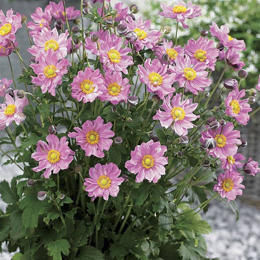 Fantasy™ Pocahontas Windflower