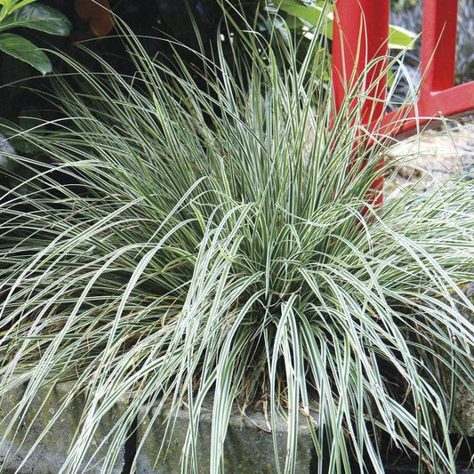 Carex EverColor® Everest  Sedge