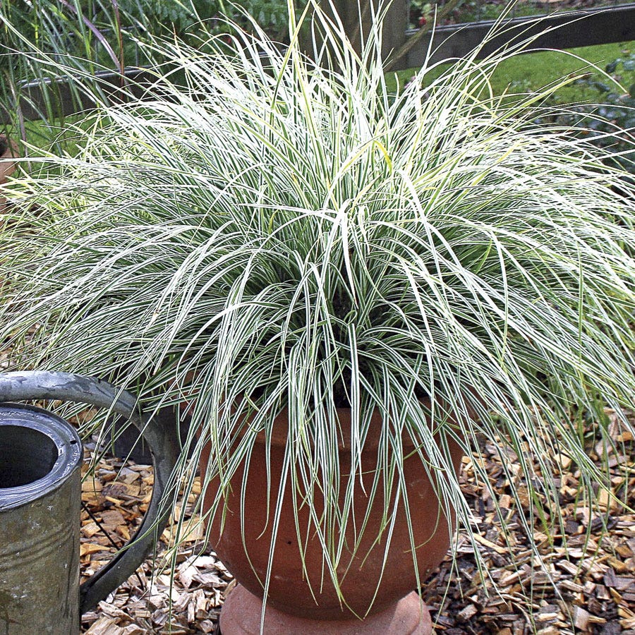 Carex EverColor® Everest  Sedge