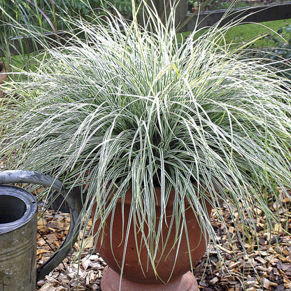 Carex EverColor® Everest  Sedge