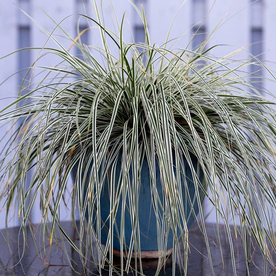 Carex EverColor® Everest  Sedge