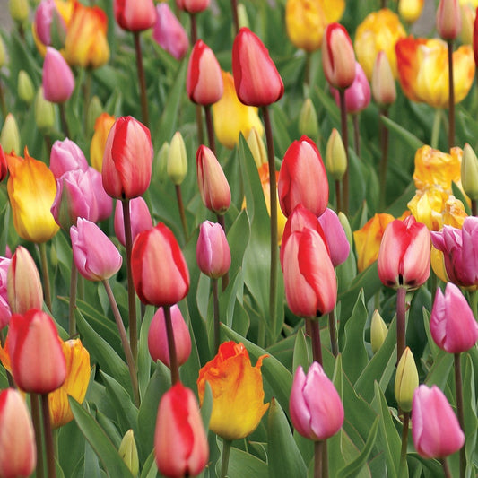 Marathon Mix Tulip Bulbs