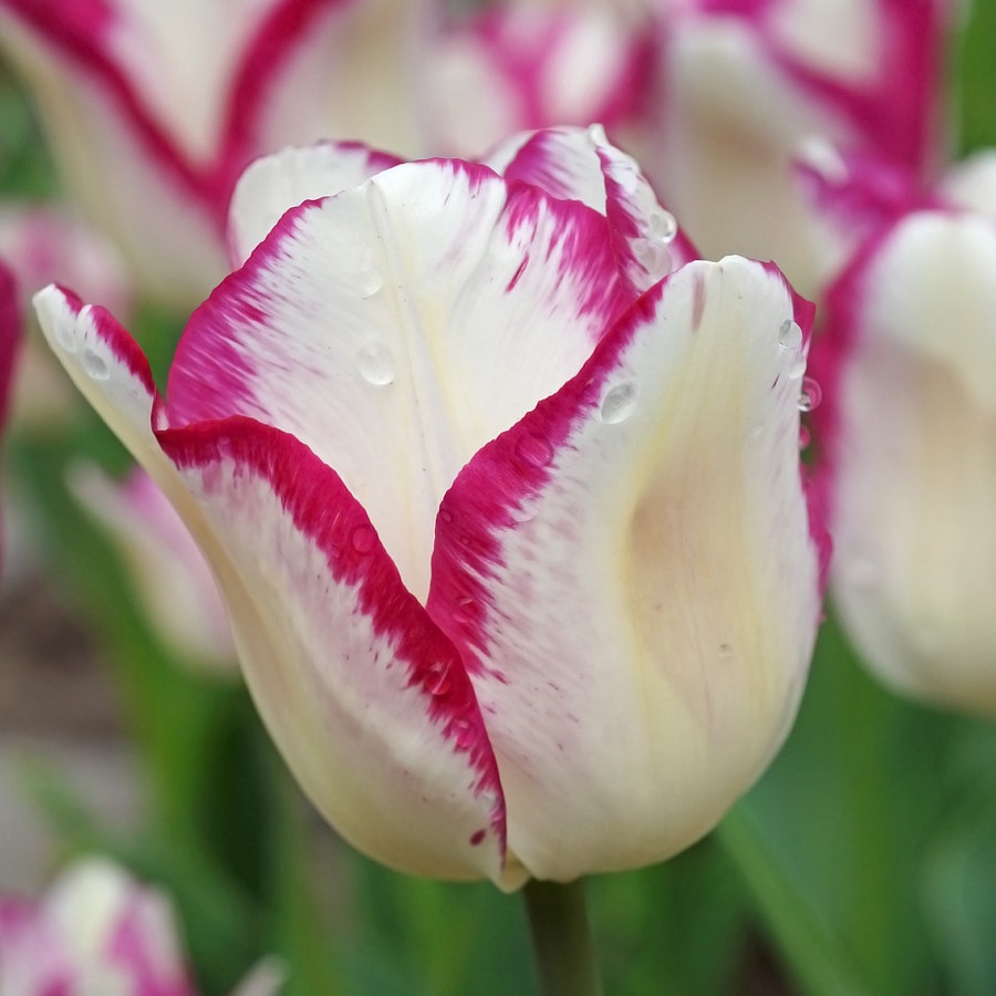 'Affaire' Tulip Bulbs