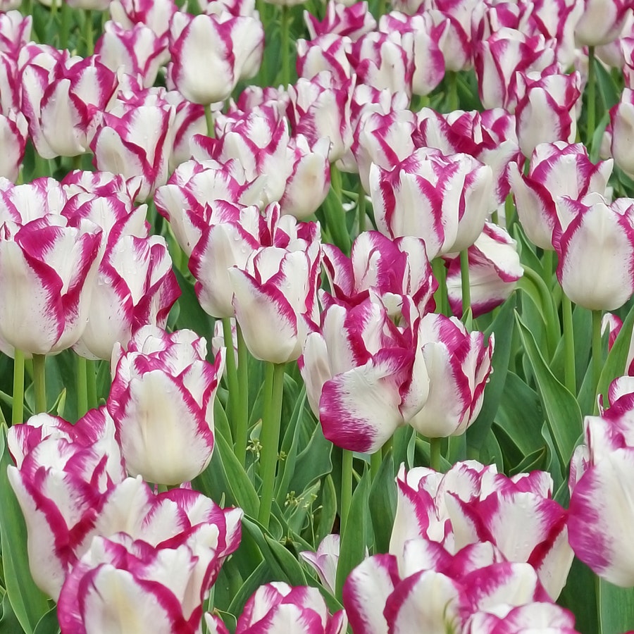 'Affaire' Tulip Bulbs