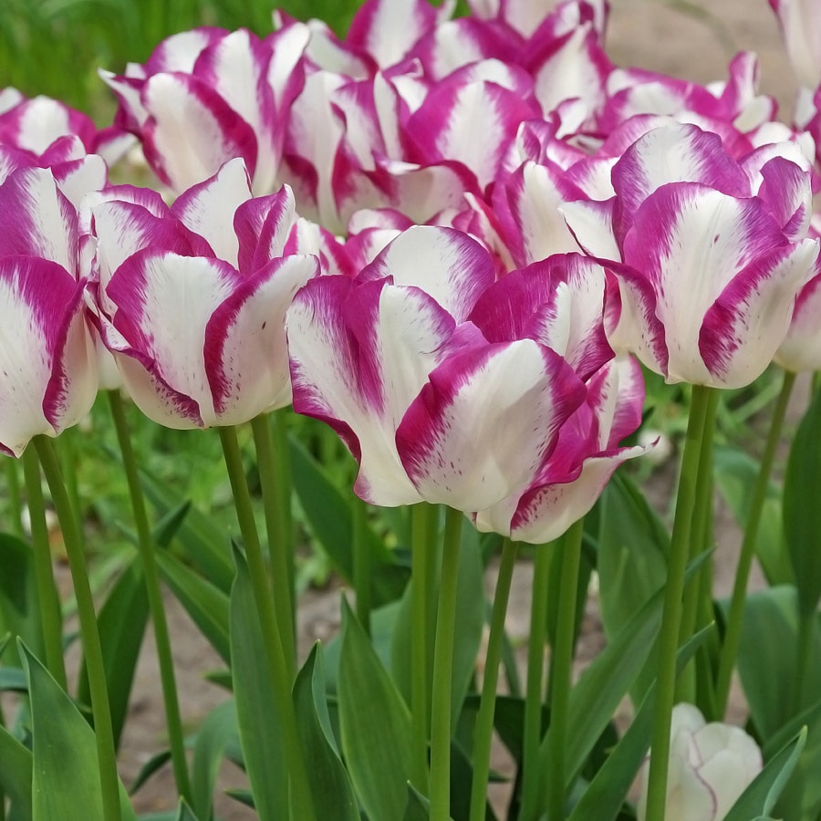 'Affaire' Tulip Bulbs