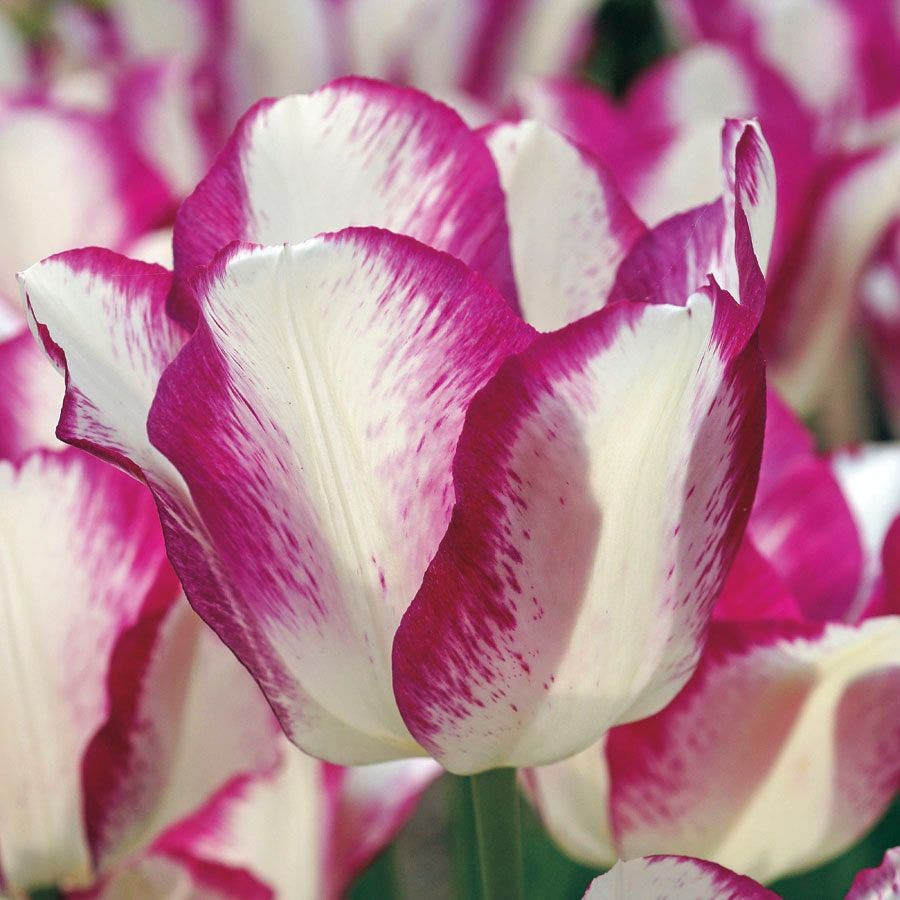 'Affaire' Tulip Bulbs