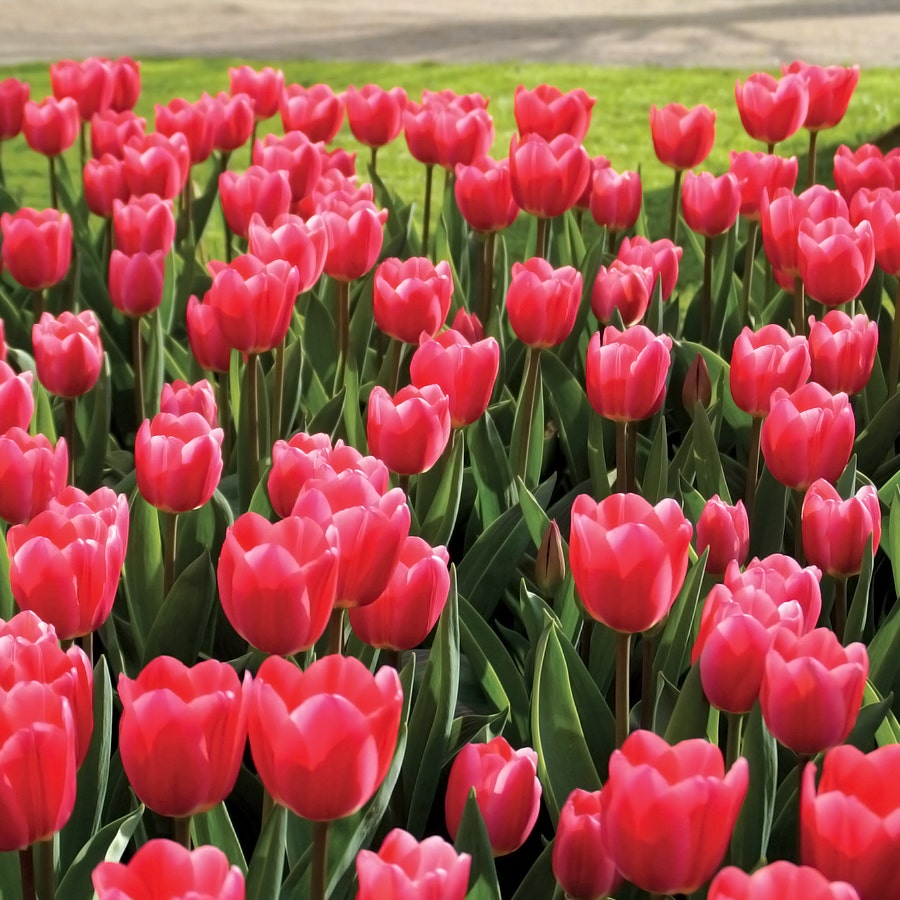 'Rosy Delight' Tulip  Bulbs