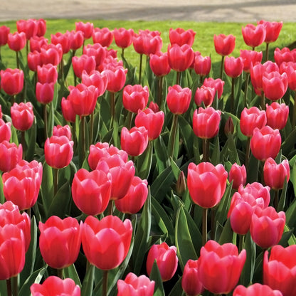 'Rosy Delight' Tulip  Bulbs