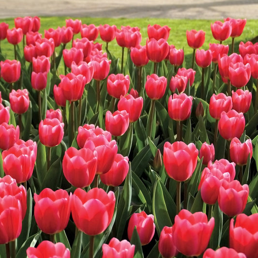 'Rosy Delight' Tulip  Bulbs