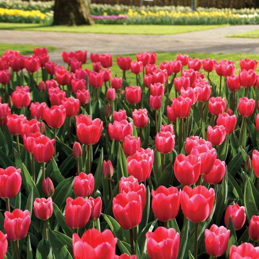 'Rosy Delight' Tulip  Bulbs