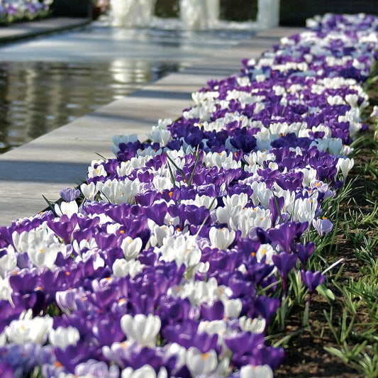 'Purple Fiction' Crocus Bulbs