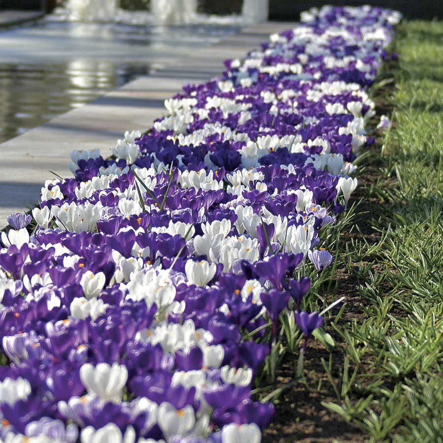 'Purple Fiction' Crocus Bulbs