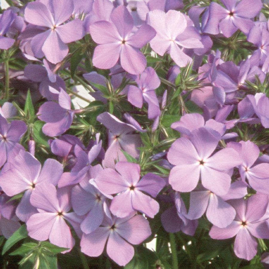 Blue Moon Woodland Phlox