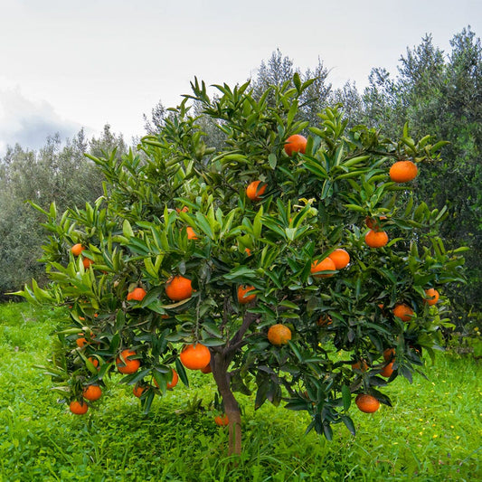 Citrus 'Washington' Navel Orange Tree