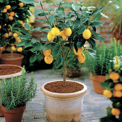 planting meyer lemon seeds Citrus 'Meyer' Lemon Tree – Park Seed