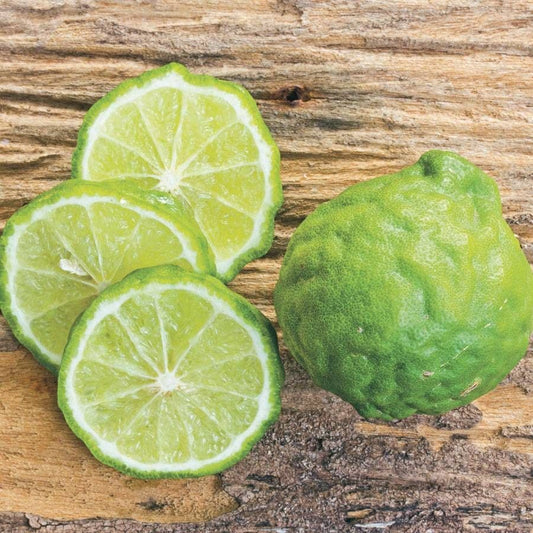 Citrus Kieffer Lime Tree