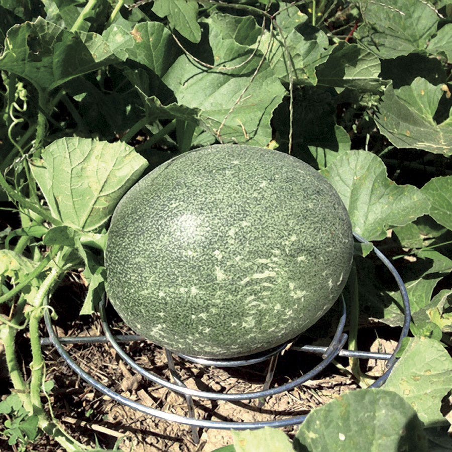 Melon Cradles - Set of 5