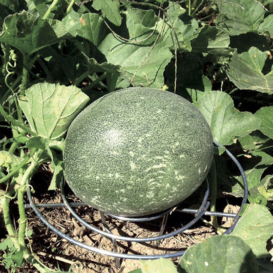 Melon Cradles - Set of 5