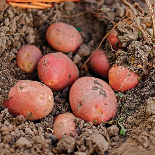 Sangre Potato - 2 Pound Bag