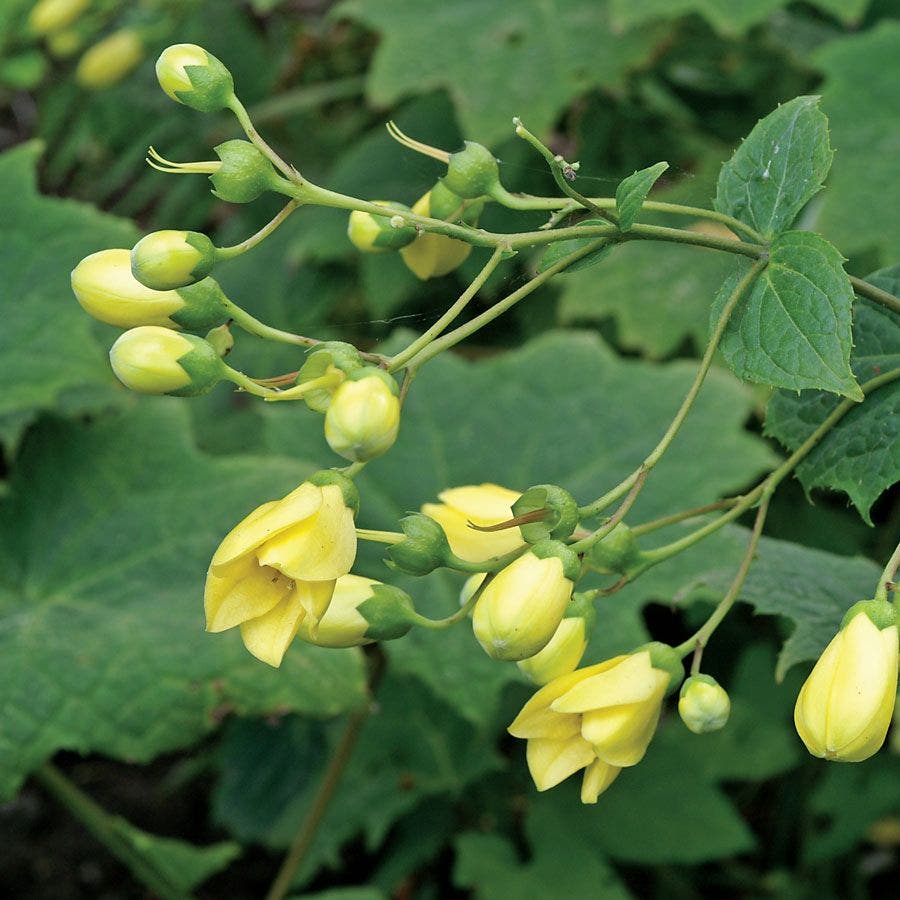 Kirengeshoma palmata