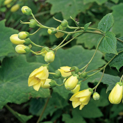 Kirengeshoma palmata