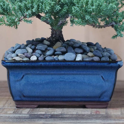 juniper bonsai tree seeds Juniper Bonsai Tree – Park Seed