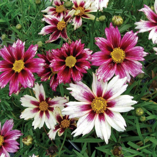 Coreopsis Li'l Bang™ 'Starlight'