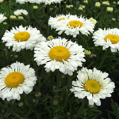 Leucanthemum REALFLOR® 'Real Neat'