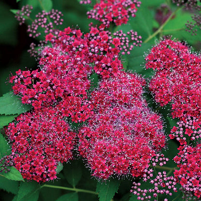 Double Play® Red Spiraea