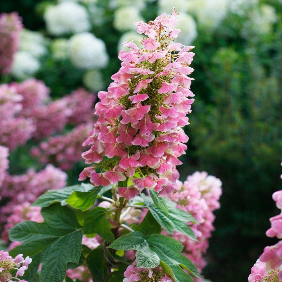 Hydrangea Gatsby Pink® Oakleaf Hydrangea