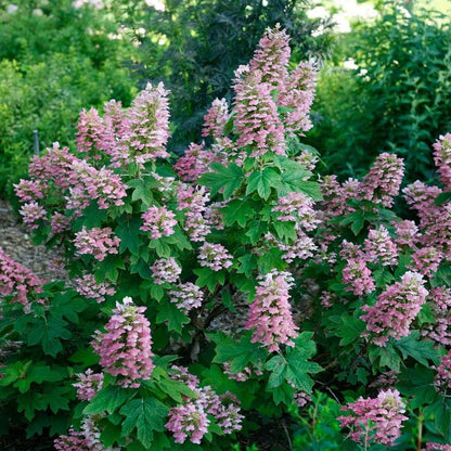 Hydrangea Gatsby Pink® Oakleaf Hydrangea
