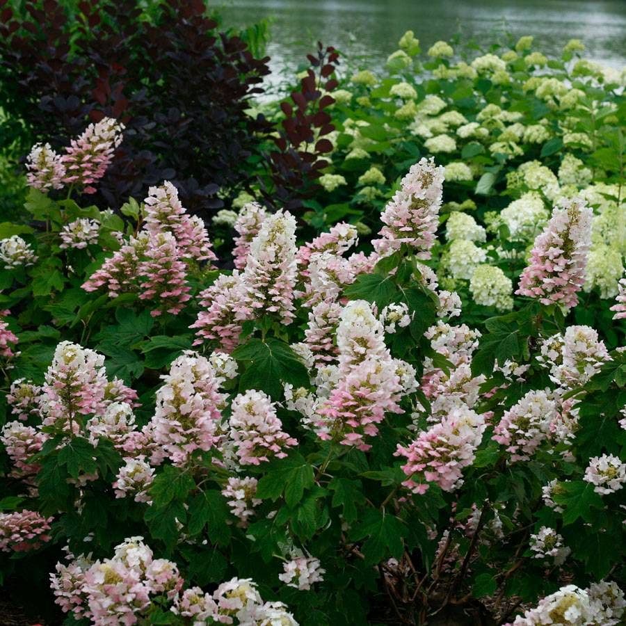 Hydrangea Gatsby Pink® Oakleaf Hydrangea