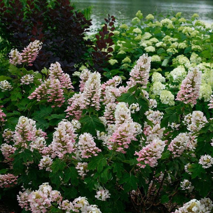 Hydrangea Gatsby Pink® Oakleaf Hydrangea