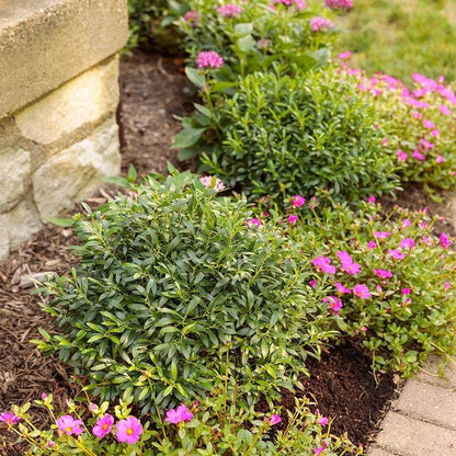 Ilex Gem Box® Holly