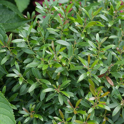 Ilex Gem Box® Holly
