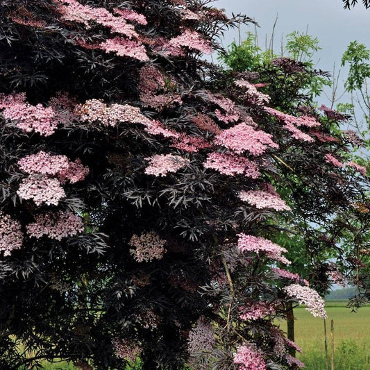 Sambucus Black Lace®