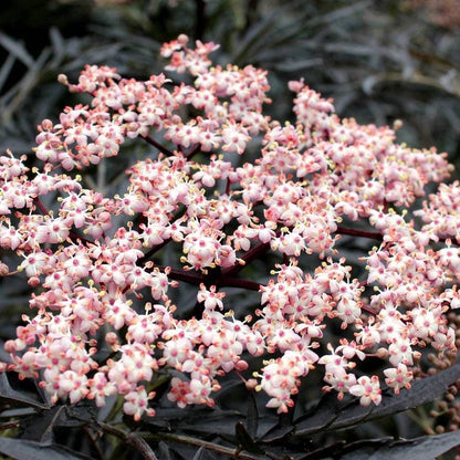Sambucus Black Lace®