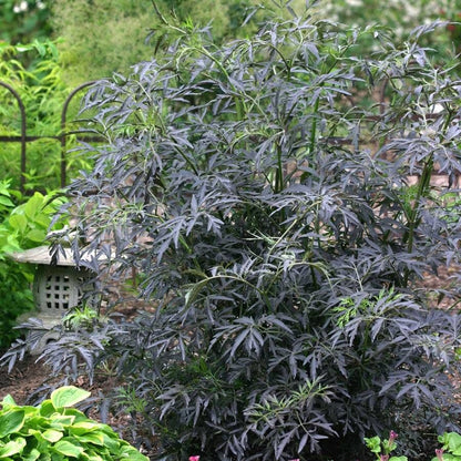 Sambucus Black Lace®