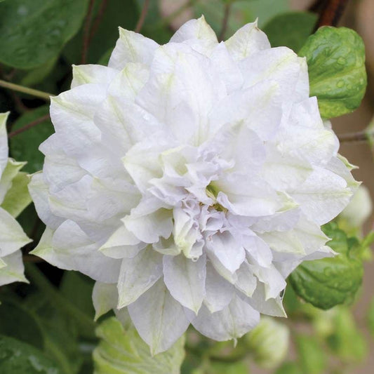 Clematis 'Diamond Ball'