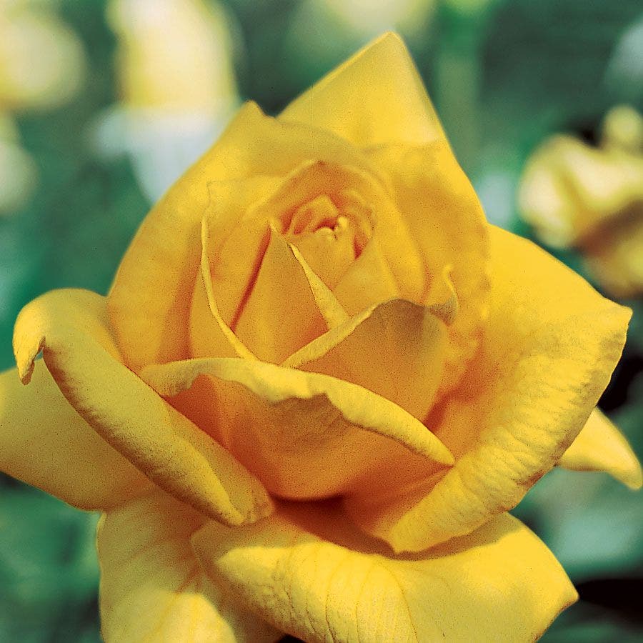 Oregold Hybrid Tea Rose