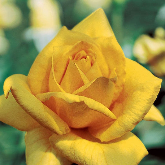 Oregold Hybrid Tea Rose