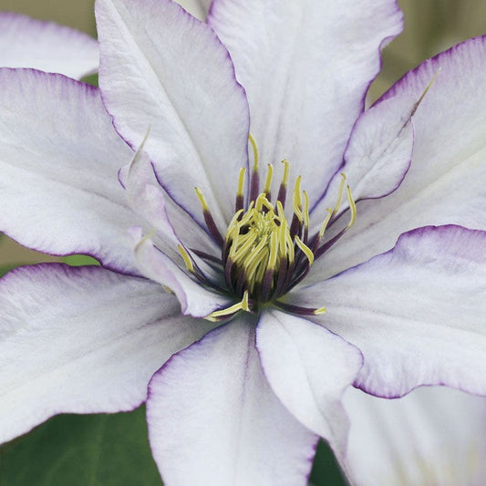 Clematis Samaritan Jo™ Boulevard®