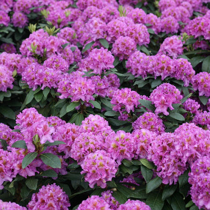 Rhododendron Dandy Man® Purple