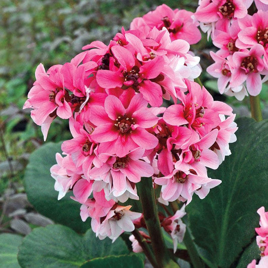 Dragonfly™ 'Sakura' Bergenia