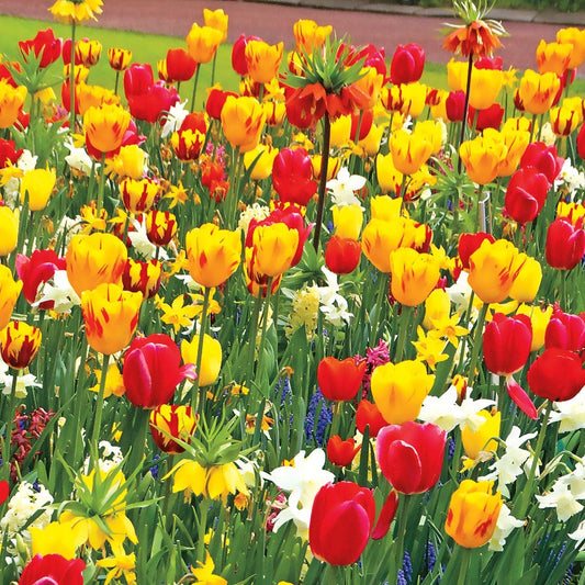 Sunbeam Mix Tulip and Daffodil Bulbs