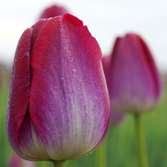 'Pittsburgh Triumph' Tulip Bulbs