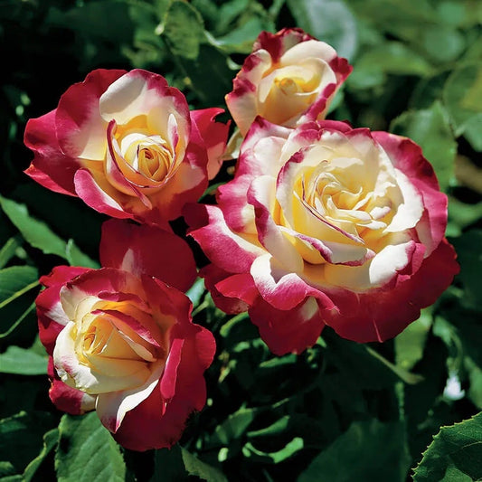 Double Delight Hybrid Tea Rose