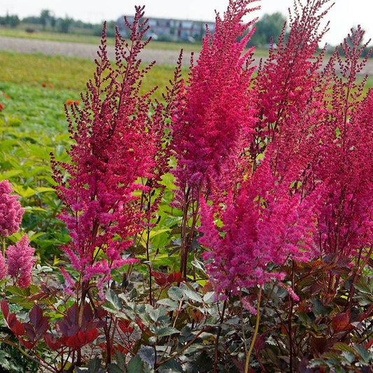 Astilbe Mighty® 'Chocolate Cherry'