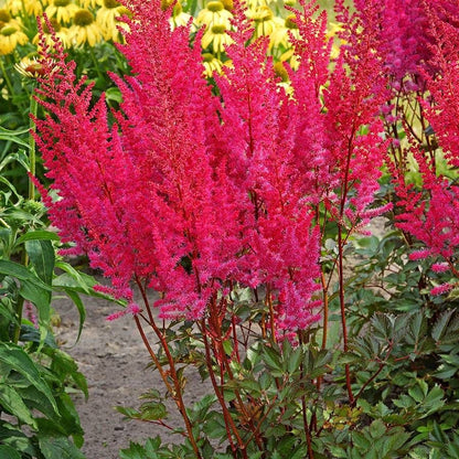 Astilbe Mighty® 'Chocolate Cherry'