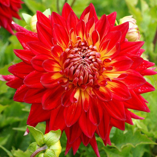Manhattan Island Dahlia Bulb